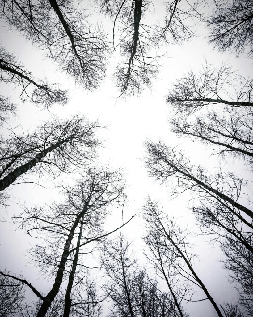 A striking upward view of leafless trees in winter, creating a dramatic silhouette.